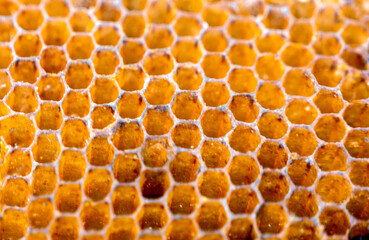 bee hive background