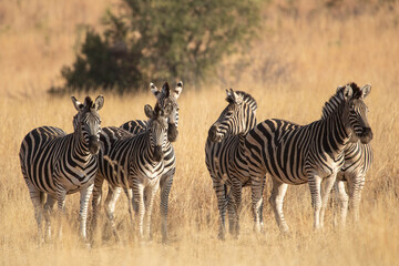 Fototapeta na wymiar A herd of zebras standing in a grassland.
