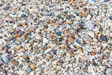 shell and stone onthe beach