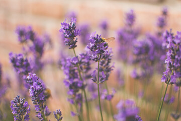 Fleur de lavande mauve avec petit abeille
