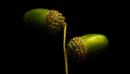 two acorns on black background in macro