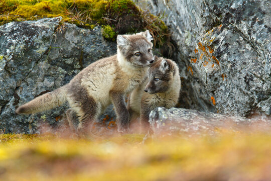 Fight of cute little Arctic Foxes, Vulpes lagopus, in the nature rocky habitat, Svalbard, Norway. Action wildlife scene from Europe.