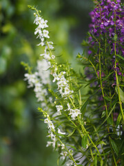Forget me Not  Angelonia goyazensis Benth, Digitalis solicariifolia name white and purple flower blooming in green plastic pot hanging