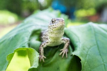lizard on the grass.