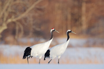 Fototapeta premium Snowy meadow, with dancing cranes, Hokkaido, Japan. Winter scene with snowflakes. Red-crowned cranes pair, breeding season.