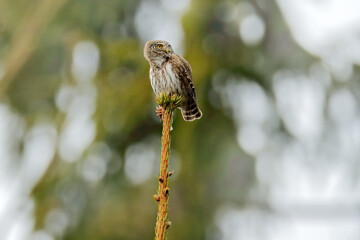 Obraz premium Pygmy Owl, sitting on tree spruce branch with clear dark forest background. Eurasian tinny bird in the habitat. Beautiful bird in evening sunset. Wildlife scene from wild nature.