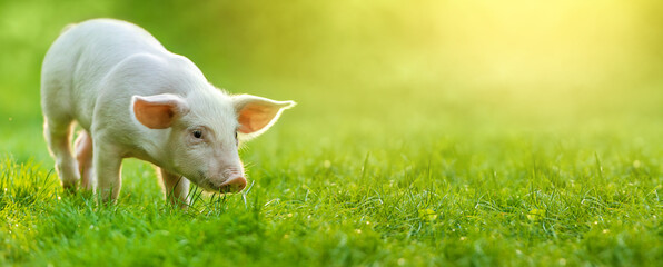 funny young pig is standing on the green grass. Happy piglet on the meadow. wide banner - obrazy, fototapety, plakaty