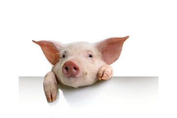 pig hanging its paws over a white banner - obrazy, fototapety, plakaty