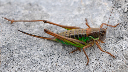 Grasshopper close up