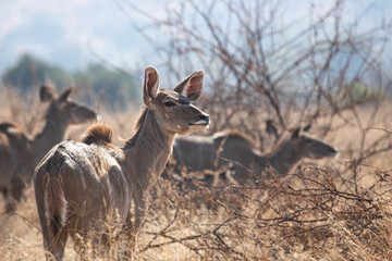 A quartering away shot of an alerted kudu cow.