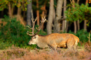 Red deer, rutting season, Netherlands. Big animal in forest habitat, wildlife scene from nature. Heath Moorland, autumn animal behavior.
