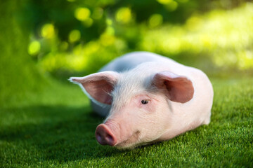 funny young pig is resting on the green grass. Happy piglet laying on the meadow.
