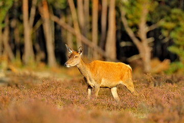 Red deer, rutting season, Hoge Veluwe, Netherlands. Deer stag, majestic powerful animal outside the wood, big animal in forest habitat. Wildlife scene, nature. Moorland, autumn animal behavior.