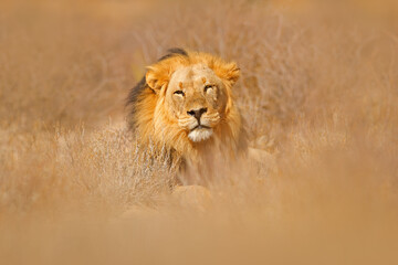 African lion. Kgalagadi black mane lion. African danger animal, Panthera leo, detail of big, Botswana, Africa. Cats in nature habitat. Wild cat in the desert habitat, sunny evening hot day.