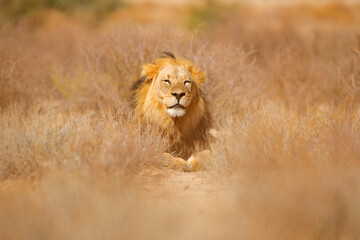 African lion. Kgalagadi black mane lion. African danger animal, Panthera leo, detail of big,...