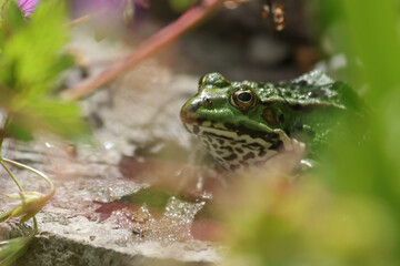 Teichfrosch