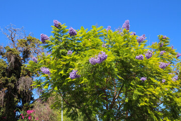 Fototapeta premium A Bush with delicate lilac flowers on the street of Kyrenia against a bright blue sky. Cyprus.