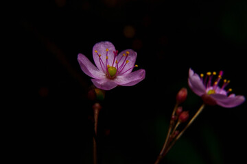 Nature, The Pink Anemone Hepatica Flower