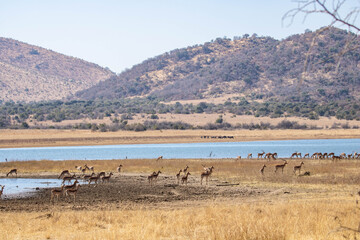 Fototapeta na wymiar View of an earth dam, with herds of Impala and Blue Wildebeest.