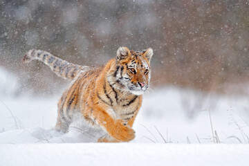Wildlife Russia. Tiger, cold winter in taiga, Russia. Snow flakes with wild Amur cat.  Tiger snow run in wild winter nature. Siberian tiger, action wildlife scene with dangerous animal.