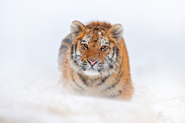 Wildlife Russia. Tiger, cold winter in taiga, Russia. Snow flakes with wild Amur cat.  Tiger snow run in wild winter nature. Siberian tiger, action wildlife scene with dangerous animal.