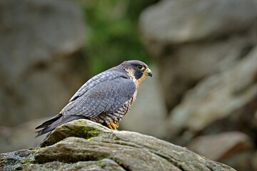 Peregrine Falcon sitting on the rock. Rare bird in nature habitat. Falcon in the Czech mountain...