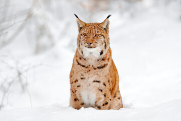 Fototapeta premium Lynx walking, wild cat in the forest with snow. Wildlife scene from winter nature. Cute big cat in habitat, cold condition. Snowy forest with beautiful animal wild lynx, Germany.