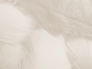Obraz premium Beautiful abstract orange and white feathers on white background, soft brown feather texture on white pattern background, yellow feather background
