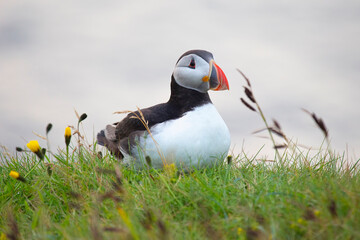 paffin bird sitting on the grass in Iceland