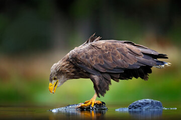 White-tailed Eagle, Haliaeetus albicilla, flying above the water, bird of prey with forest in background, animal in the nature habitat, wildlife, Norway. Eagle in water lake, drops splash - big wings.