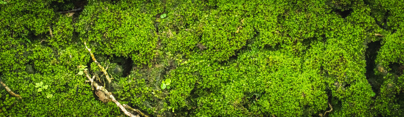 Fototapeta na wymiar Beautiful Bright Green moss grown up cover the rough stones and on the floor in the forest. Show with macro view. Rocks full of the moss texture in nature for wallpaper. soft focus.