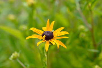 Goldsturm Coneflower