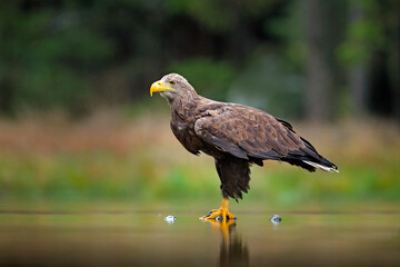 White-tailed Eagle, Haliaeetus albicilla, flying above the water, bird of prey with forest in background, animal in the nature habitat, wildlife, Norway. Eagle in water lake, drops splash - big wings.