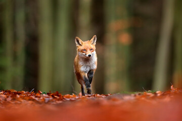 Naklejka na ściany i meble Red fox running on orange autumn leaves. Cute Red Fox, Vulpes vulpes in fall forest. Beautiful animal in the nature habitat. Wildlife scene from the wild nature, Germany Europe. Cute animal in habitat