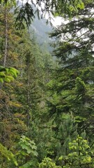 Grüne Waldkulisse in den Bergen