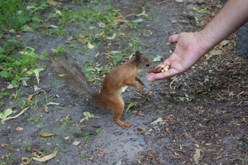 A slender red squirrel stands on its hind legs and reaches for the hand with the nuts with its muzzle.