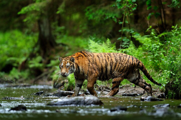 Naklejka na ściany i meble Tiger running in the water. Dangerous animal, tajga in Russia. Animal in the forest stream. Dark forest with tiger splashing water.