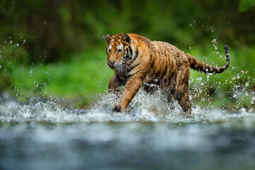 Fototapeta na wymiar Tiger running in the water. Dangerous animal, tajga in Russia. Animal in the forest stream. Dark forest with tiger splashing water.