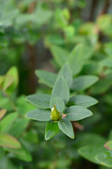 St Johns-wort Hidcote