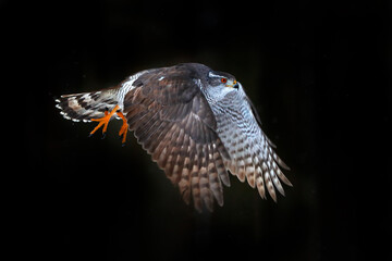 Fototapeta premium Goshawk flight, Germany. Northern Goshawk landing on spruce tree during winter with snow. Wildlife scene from winter nature. Bird of prey in the forest habitat.