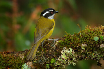 Obraz premium Sooty-capped Bush-tanager, Chlorospingus pileatus, small passerine bird, endemic resident breeder in the highlands of Costa Rica and western Panama. 