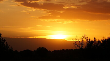 Fototapeta na wymiar orange sunset against black silhouettes of trees