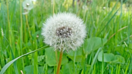 dandelion on green grass
