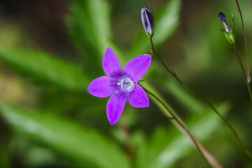 delicate purple summer flower head close up