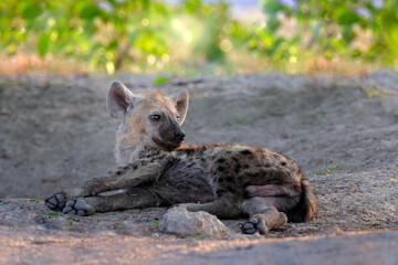 Obraz premium Hyena evening sunset light. Hyena, detail portrait. Spotted hyena, Crocuta crocuta, angry animal near the water hole, beautiful evening sunset and cub. Animal pup nature, Okavango delta, Botswana
