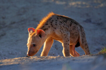 Young hyena pup, evening sunset light. Hyena, detail portrait. Spotted hyena, Crocuta crocuta, angry animal near the water hole, beautiful evening sunset. Animal pup nature, Okavango, Botswana