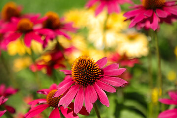 Sonnenhut (Echinacea)