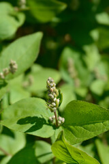 Fuzzy deutzia Flore Pleno