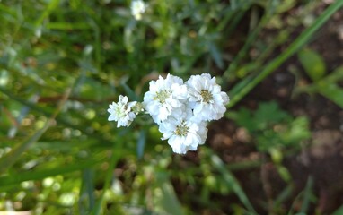 white wild flowers