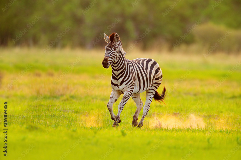 Wall mural zebra running. zebra with yellow golden grass. burchell's zebra, equus quagga burchellii, nxai pan n